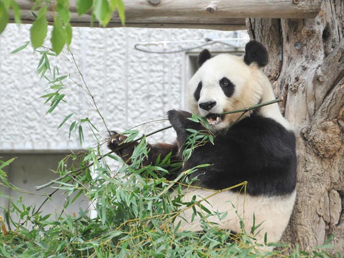 パンダのタンタン、治療のために今年末まで神戸に 神戸市立王子動物園