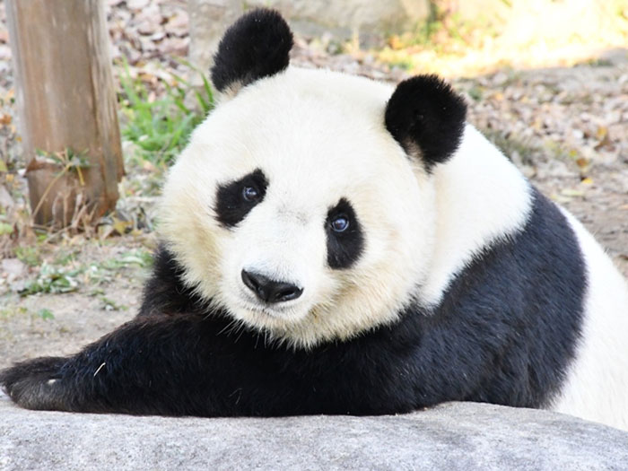 パンダのタンタン、治療のために今年末まで神戸に 神戸市立王子動物園 