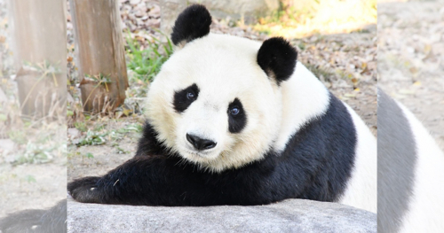 神戸市立王子動物園　ジャイアントパンダ「タンタン」の返還が1年延長　神戸市灘区