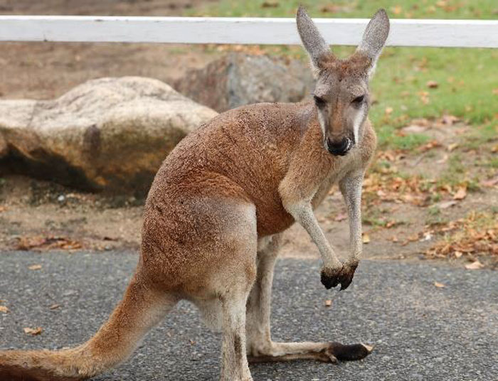 大人のアカカンガルー