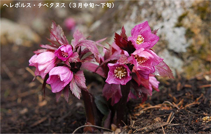 六甲高山植物園　3月18日より2023年シーズンの営業を開始　神戸市灘区 [画像]