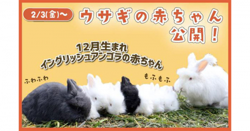 神戸どうぶつ王国　アンゴラウサギの赤ちゃん8頭がデビュー　神戸市中央区
