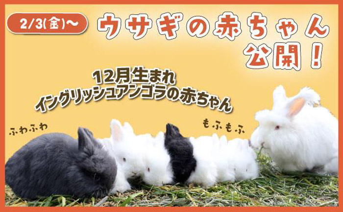 神戸どうぶつ王国　アンゴラウサギの赤ちゃん8頭がデビュー　神戸市中央区 [画像]