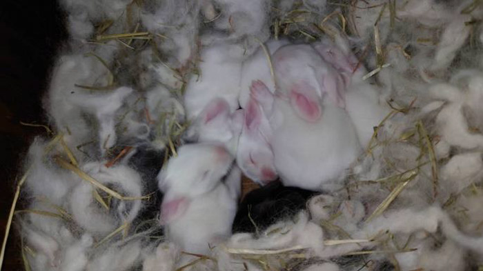神戸どうぶつ王国　アンゴラウサギの赤ちゃん8頭がデビュー　神戸市中央区 [画像]