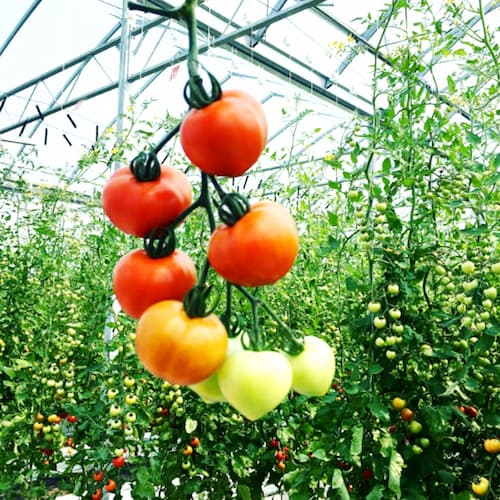 トマト温室で開催「加西のくらしと農をつまみぐいの会」加西市 [画像]