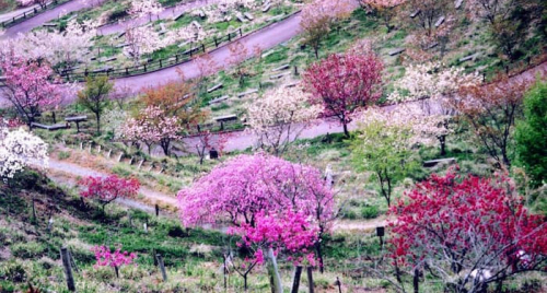「かみかわ桜の山 桜華園」シーズンオープン　神崎郡神河町