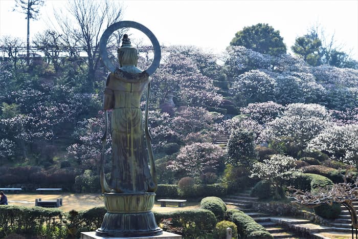 中山寺を彩る1000本の梅が見ごろに　恒例の「梅まつり」も開催　宝塚市 [画像]