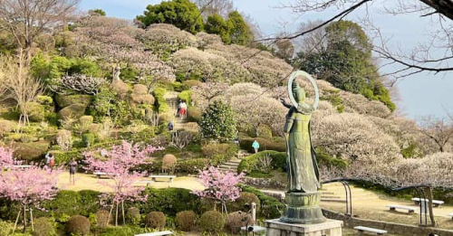 中山寺を彩る1000本の梅が見ごろに　恒例の「梅まつり」も開催　宝塚市
