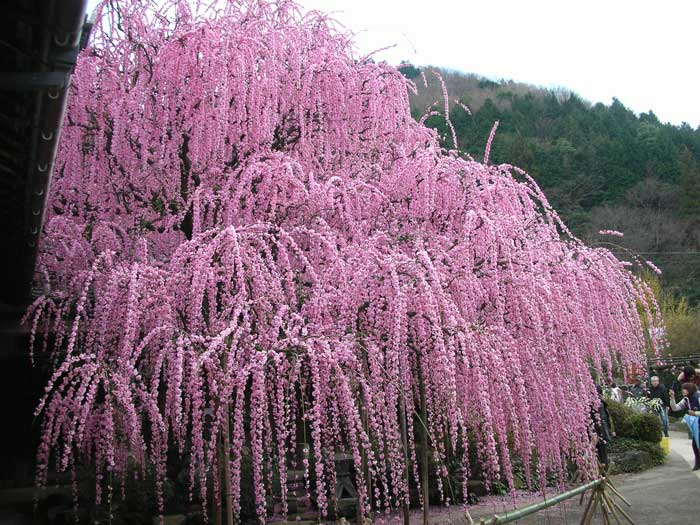 「八木・村上邸のしだれ梅」一般公開　南あわじ市 [画像]