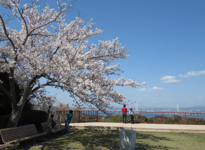 展望広場では桜の花越しに明石海峡大橋が眺められます