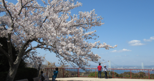 県立淡路島公園「桜まつり」淡路市
