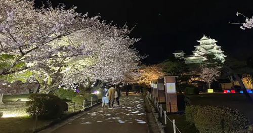 『姫路城』で「姫路城夜桜会」開催　姫路市