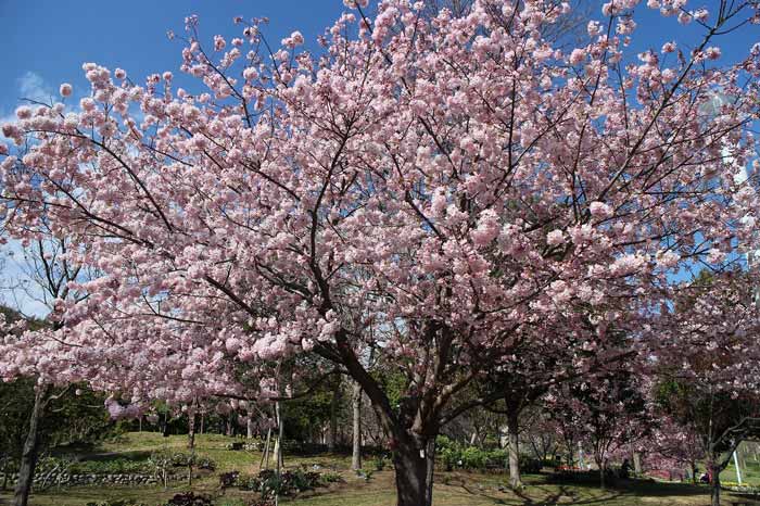 桜とのコラボで「春」を満喫