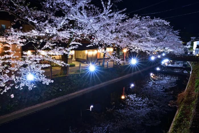 『城崎温泉』で夜桜月間がスタート　豊岡市 [画像]