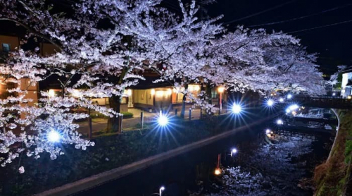 『城崎温泉』で夜桜月間がスタート　豊岡市