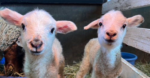 『六甲山牧場』今年生まれた子羊を一般公開　神戸市灘区