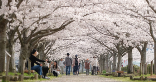 小野市の桜の名所「おの桜づつみ回廊」