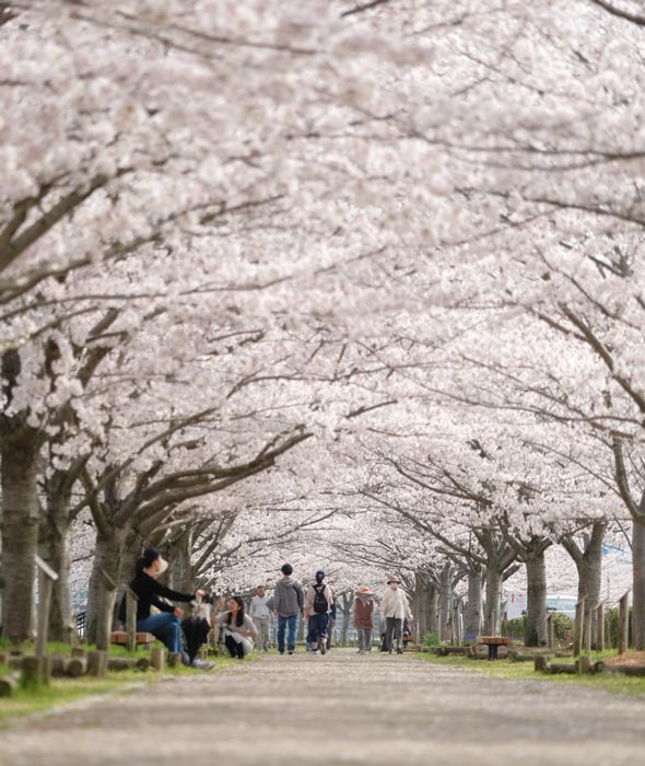 小野市の桜の名所「おの桜づつみ回廊」 [画像]