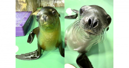 神戸市立王子動物園　カリフォルニアアシカの子2頭の「名前投票」を開催　神戸市灘区