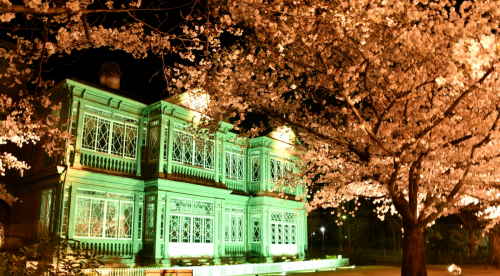 神戸市立王子動物園「夜桜通り抜け」神戸市灘区
