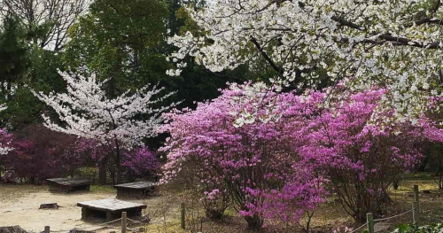 廣田神社で春の行事「つつじ祭」「ひろたのいちイロドリ」が開催　西宮市
