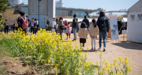 灘浜緑地で「第22回菜の花まつり」開催　神戸市灘区