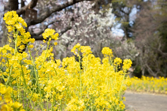 園には菜の花も！黄色がよく映えます。