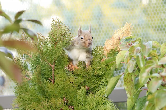 神戸どうぶつ王国に新エリア『リスの森～Squirrel Forest～』オープン　神戸市中央区 [画像]
