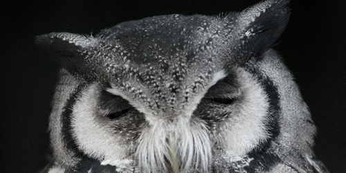 フクロウ写真展「賢者の眼差し」　神戸市中央区