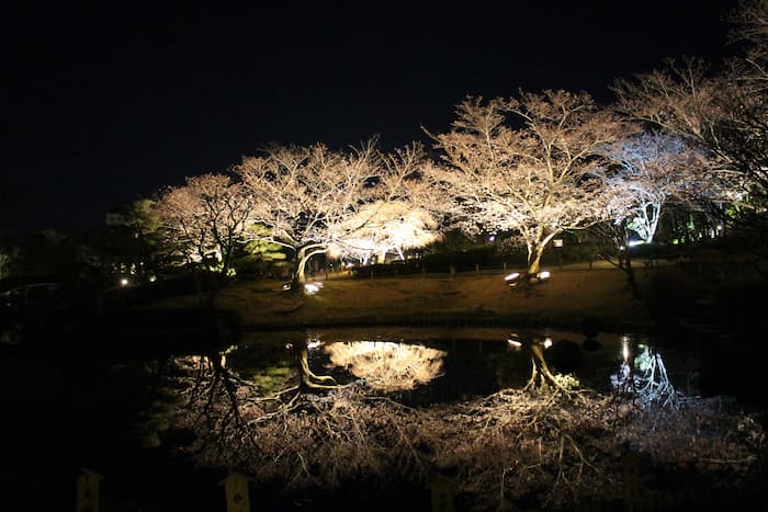 しあわせの村 日本庭園「桜のライトアップ」神戸市北区 [画像]