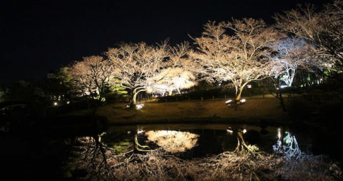 しあわせの村 日本庭園「桜のライトアップ」神戸市北区