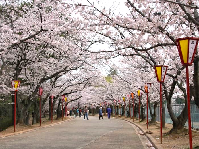 『日岡山公園』の約1,000本の桜が見ごろに　ぼんぼりのライトアップも　加古川市 [画像]