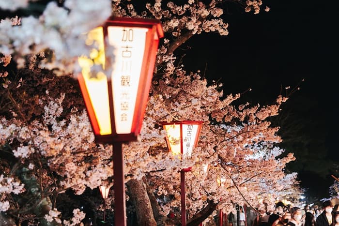 『日岡山公園』の約1,000本の桜が見ごろに　ぼんぼりのライトアップも　加古川市 [画像]