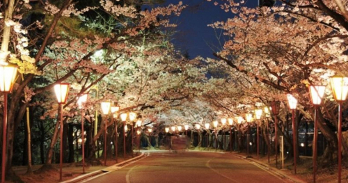 『日岡山公園』の約1,000本の桜が見ごろに　ぼんぼりのライトアップも　加古川市
