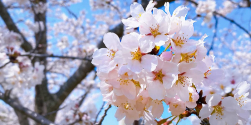 桜の名所『西神中央公園』へお花見に行ってきました　神戸市西区