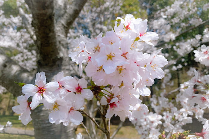 桜の名所『西神中央公園』へお花見に行ってきました　神戸市西区 [画像]