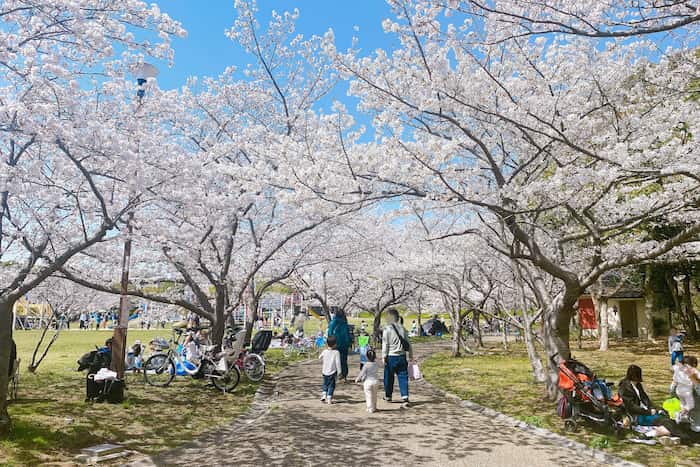遊具広場 脇にある「一連桜の道」は花見客に大人気！