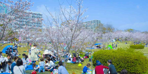 4年ぶりの開催『西神中央公園 桜まつり』 神戸市西区