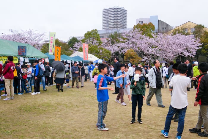 4年ぶりの開催『西神中央公園 桜まつり』 神戸市西区 [画像]