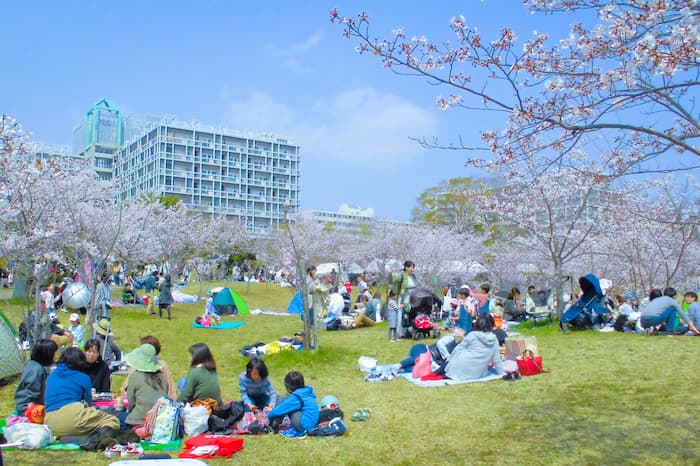 4年ぶりの開催『西神中央公園 桜まつり』 神戸市西区 [画像]