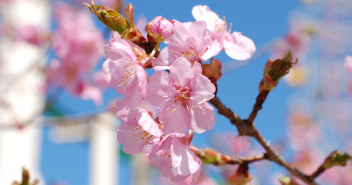 『姫路セントラルパーク』の河津桜が見ごろに　姫路市