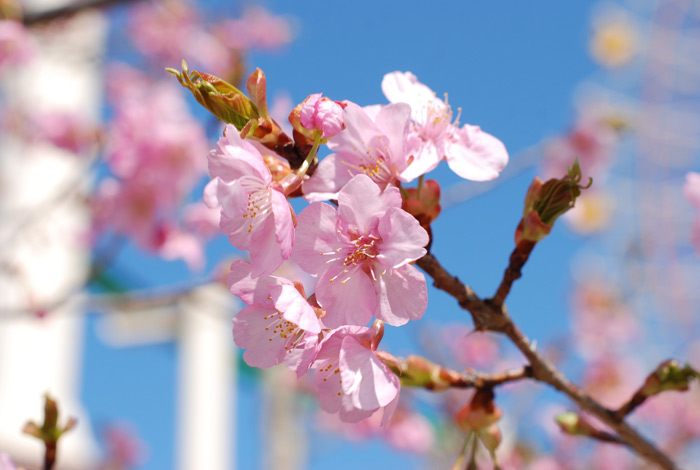 早咲きの「河津桜」が見ごろ！