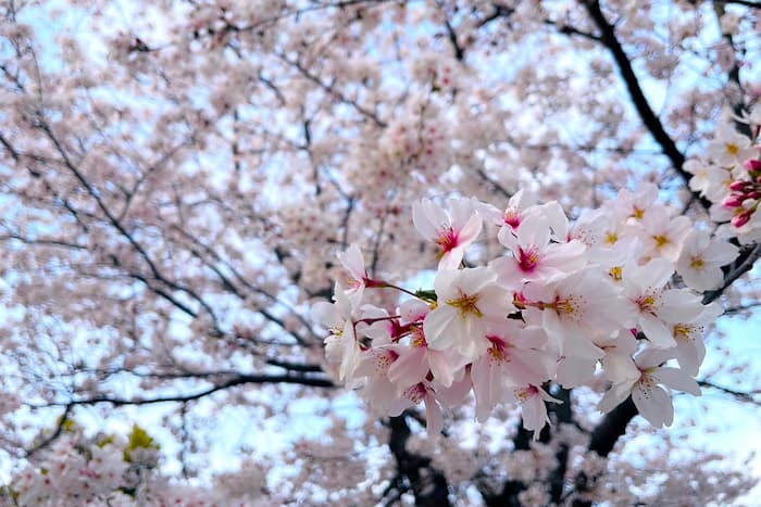 「姫路城」でお花見をしてきました　姫路市 [画像]