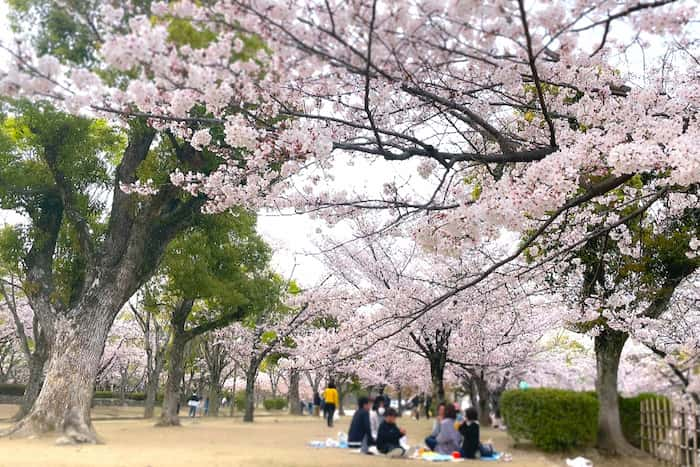 「姫路城」でお花見をしてきました　姫路市 [画像]