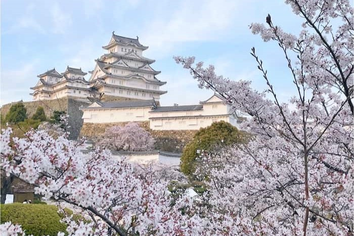 「姫路城」でお花見をしてきました　姫路市 [画像]