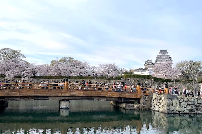 「姫路城」でお花見をしてきました　姫路市 [画像]