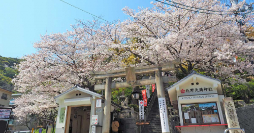北野天満神社で桜が見ごろに　神戸市中央区