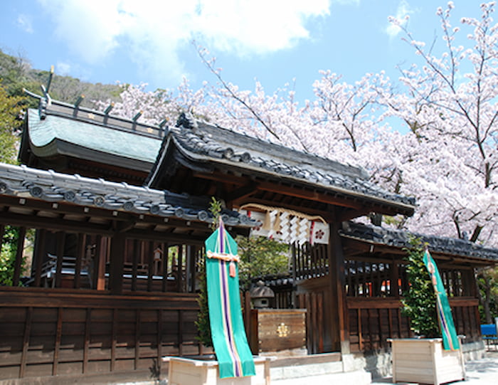 北野天満神社で桜が見ごろに　神戸市中央区 [画像]