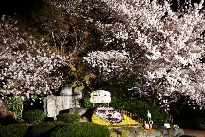 ライトアップされた桜も堪能できますよ～
写真提供：神戸市立王子動物園