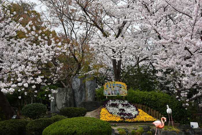 美しい桜と動物たちの競演！
写真提供：神戸市立王子動物園
